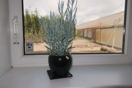 Diverse planter / billede m.m.