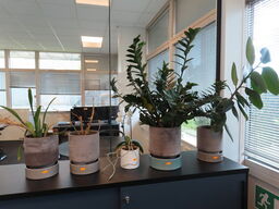 5 stk. planter i krukker