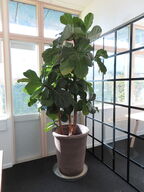 1 stk. plane i krukke