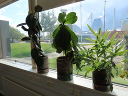 3 stk. planter i krukker