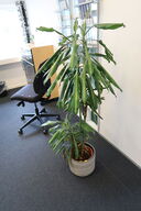 Plante i krukke