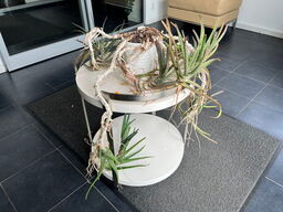 Rund rullebord med plante