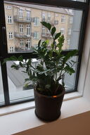 Plante