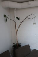 Plante