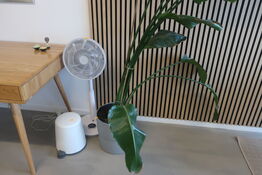 Plante / ventilator m.m.