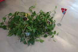 2 stk. planter og flag