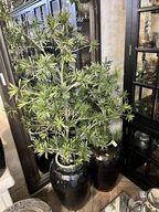 2 stk. Vaser m. Planter