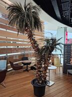 Kunstig palme 