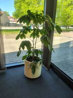 Plante i krukke