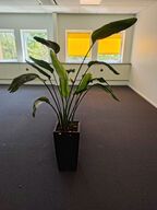 Plante i krukke