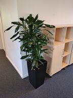 Plante i krukke