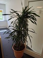 Plante i krukke