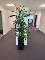 Plante i krukke