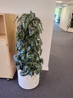 Plante i krukke