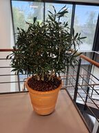 Plante i krukke