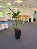 Plante i krukke