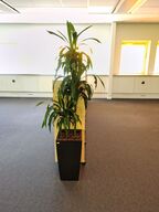 Plante i krukke