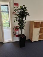 Plante i krukke