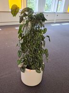 Plante i krukke