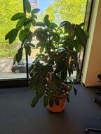 Plante i krukke