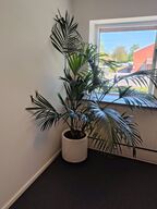 Plante i krukke
