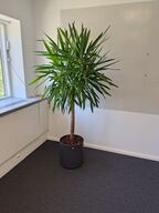 Plante i krukke