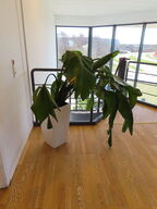 Stor plante i krukke