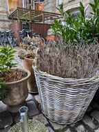 3 stk. krukker m. planter