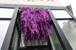 Udendørs hængeplante