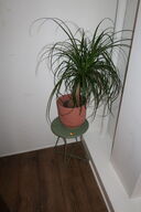 Sidebord med plante i krukke