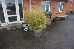 Diverse planter på parkeringsplads