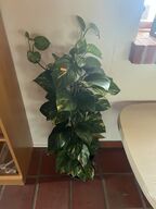 Div. planter (se billeder)