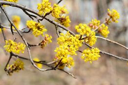 25 stk. Cornus mas 125-150