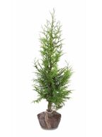 80 stk. Conifers Thuja excelsa 100-120