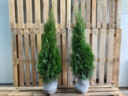 100 stk. Conifers Thuja Smaragd 80-100 