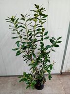 35 stk. Cherry laurel Prunus laurocerasus 'Novita' 150-175