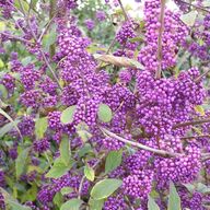 20 stk. Callicarpa 125-150