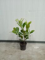250 stk. Cherry laurel Prunus laurocerasus 'Novita' 30-50