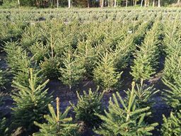 125 stk. Norway spruce 40-60