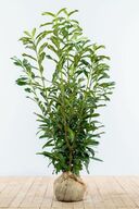 70 stk. Prunus genolia 100-120