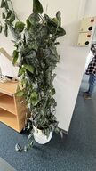 Plante i plastkrukke