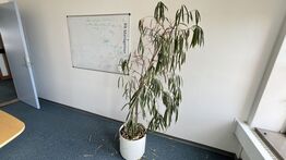 Whiteboard og Plante i plastkrukke