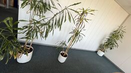 Tre planter I plastkummer 