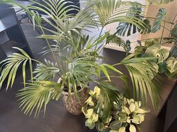 2. Stk. Grønne planter i krukker