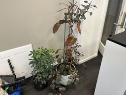 2. Stk. Planter i krukker 