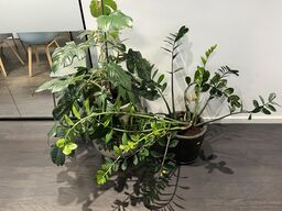 2. Stk. Planter i krukker