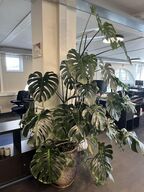 1.Stk. Plante i krukke