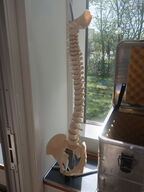 Undvisningsknogler PHYSA (rygsøjle, skulder & knæ)