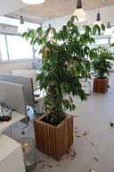 Plante i krukke