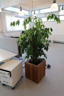 Plante i krukke